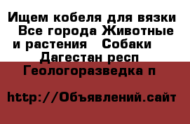Ищем кобеля для вязки - Все города Животные и растения » Собаки   . Дагестан респ.,Геологоразведка п.
